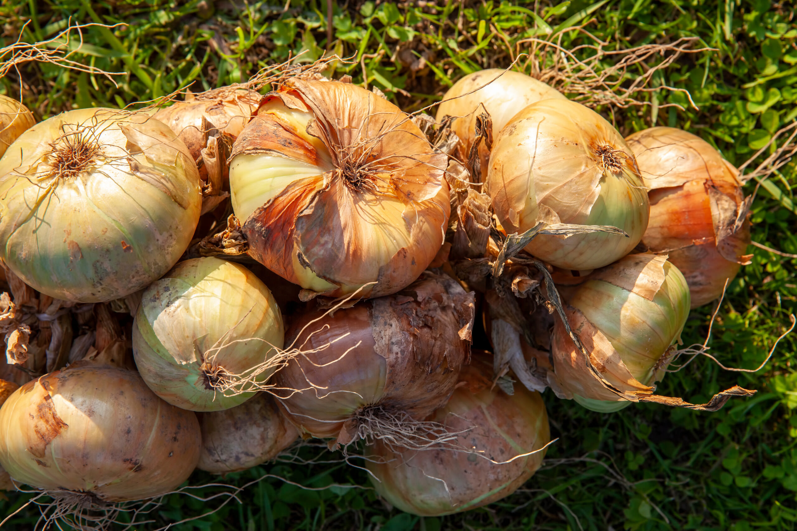 hk phos dünger 420Flow Guano Dünger – Organischer NPK-Pulverdünger für Cannabis main image 1