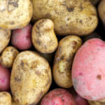 Die dicksten Kartoffeln: So wird Ihr Gemüse größer und besser