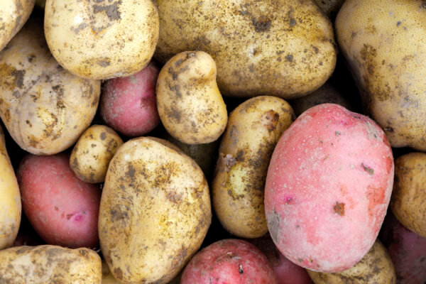 Kartoffeln Ernte