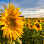 Staudenbeet Sonnenblume