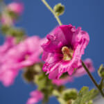 Staudenbeet Stockrose