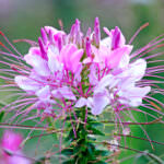 Staudenbeet Spinnenblume