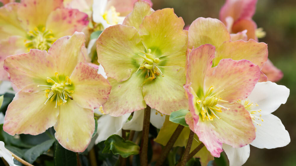 Christrose