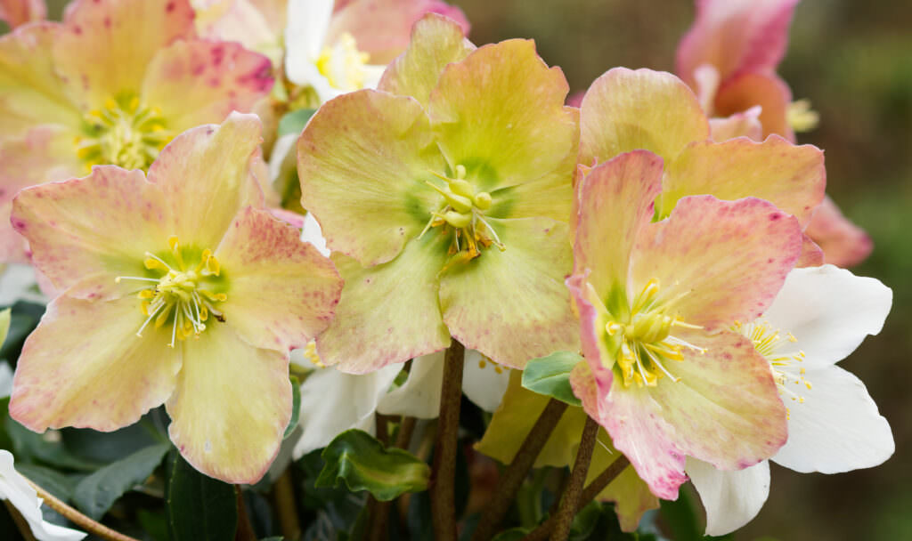 Christrosen – die Winterschönheiten im Blumenbeet