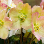 Christrosen – die Winterschönheiten im Blumenbeet