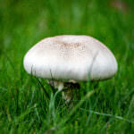 Wiesenchampignon