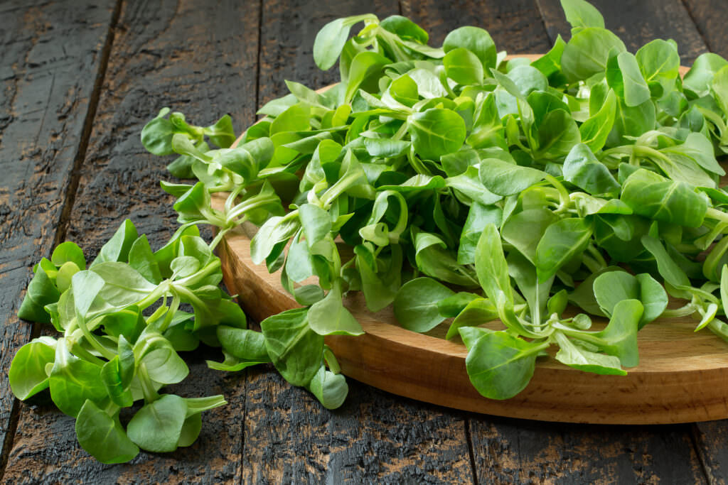 Feldsalat richtig ernten: So gehen Sie vor