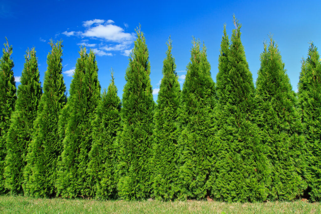Geburtsbaum