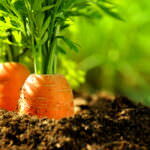 Gemüsebeet Karotten