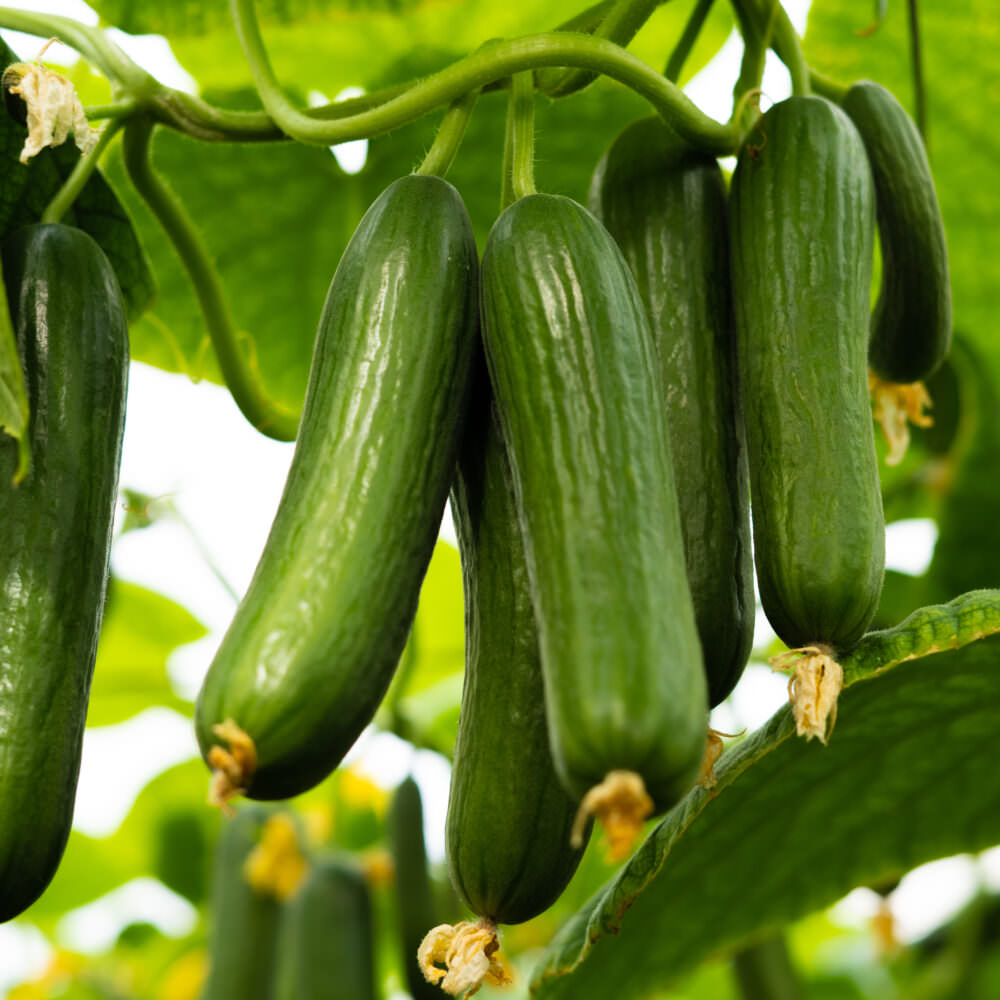 gesund-lecker-g-nstig-gem-sebeet-unter-10-euro-anlegen-samenhaus