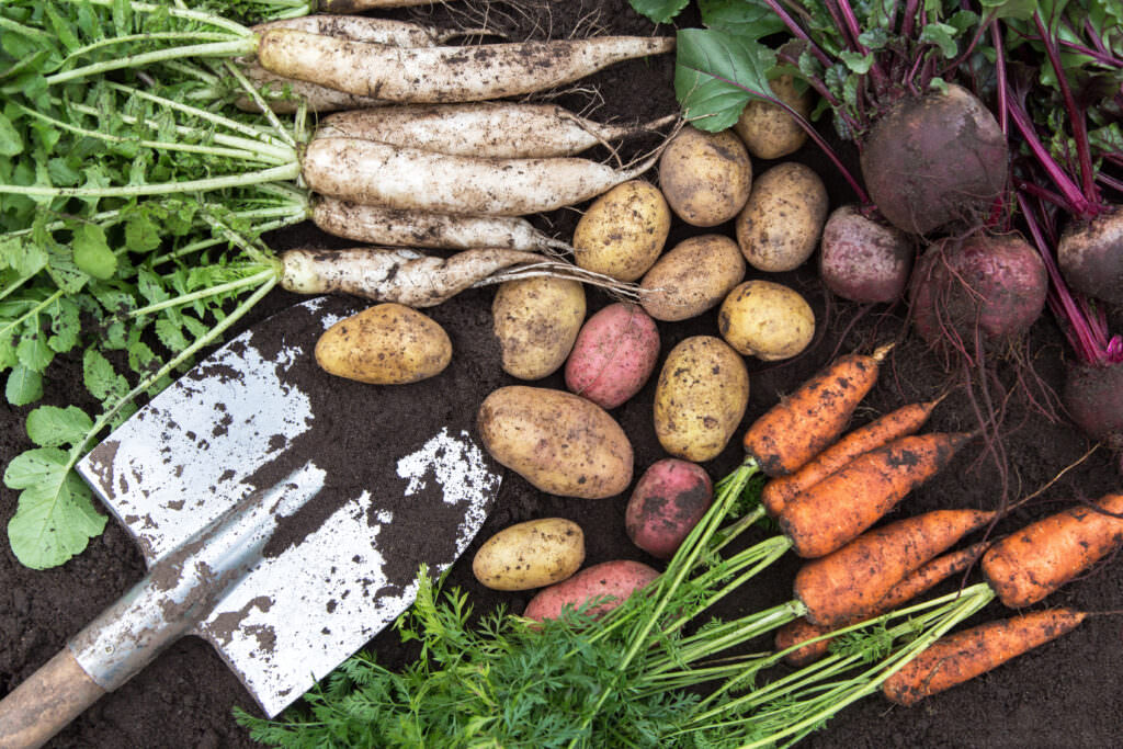 Gesund, lecker, günstig: Gemüsebeet unter 10 Euro anlegen