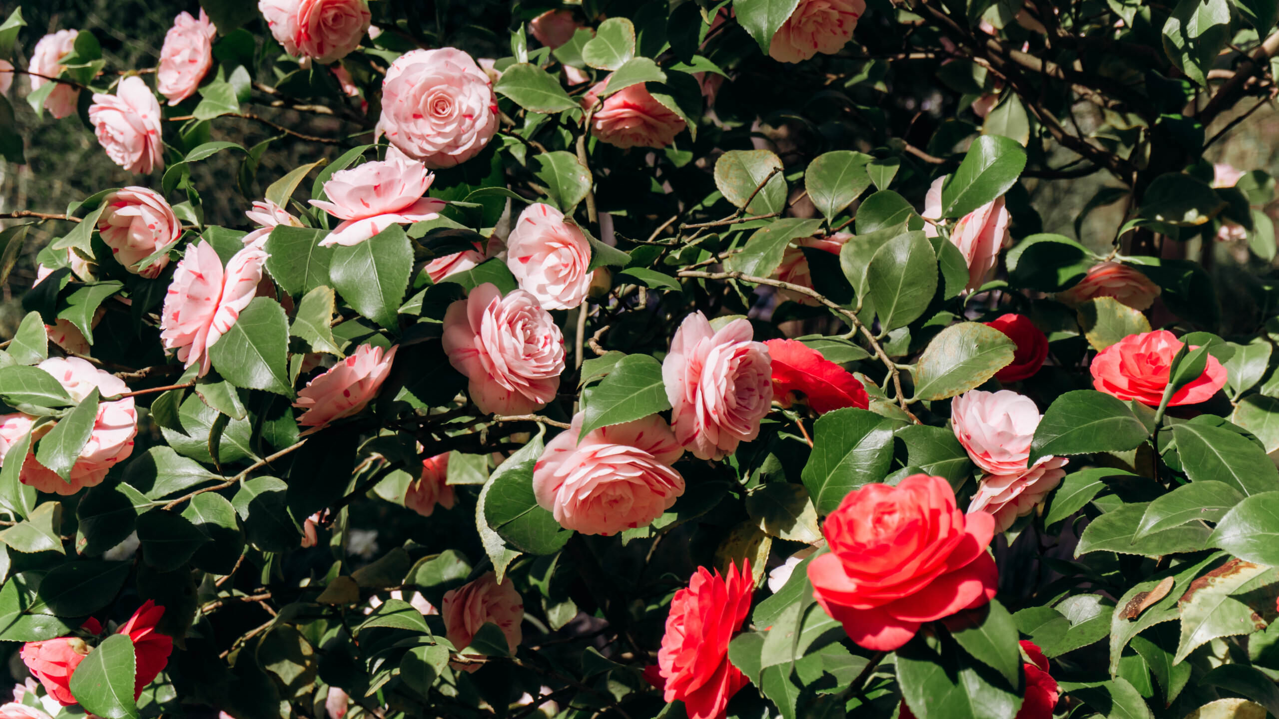 Kamelien die Teesträucher aus Fernost Samenhaus Gartenblog