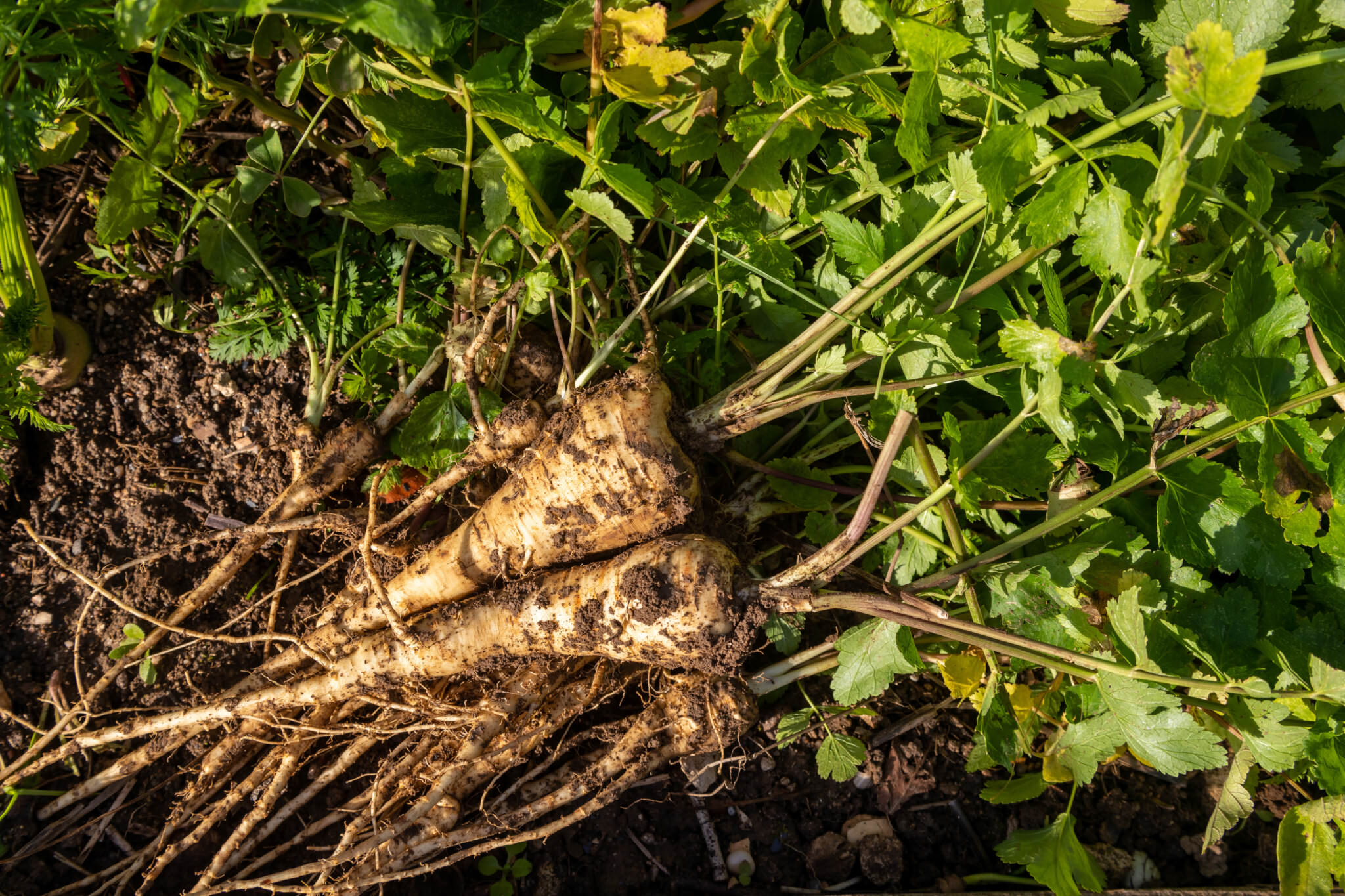 Pastinaken – Renaissance für die vergessene Rübe - Samenhaus Gartenblog