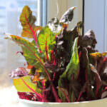 Fensterbank Gemüse Spinat, Grünkohl, Mangold
