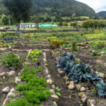 Biodynamischer Garten: selbsterhaltender Organismus, der sich selbst reguliert