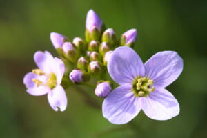 Wiesenschaumkraut