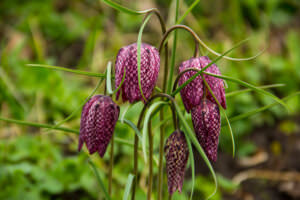 Schachbrettblume