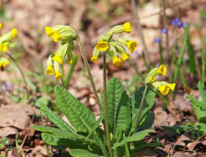 Echte Schlüsselblume