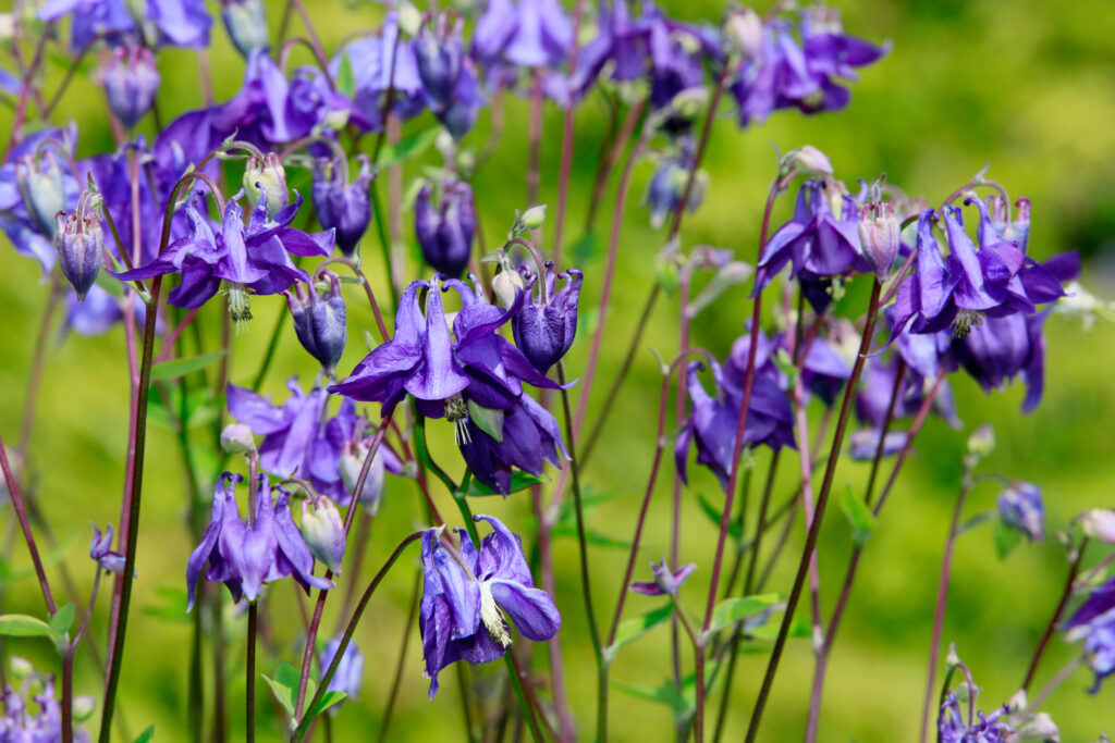 Die Blume des Jahres Samenhaus Gartenblog