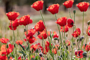 Klatschmohn