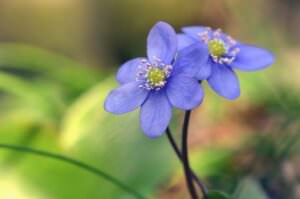 Leberblümchen