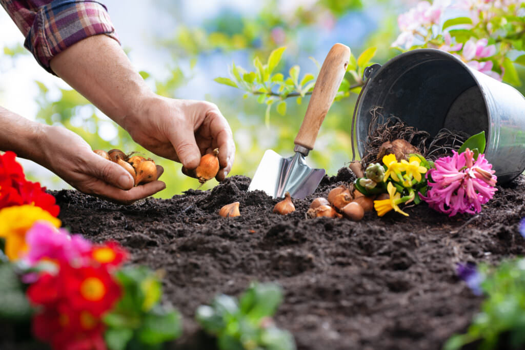 Blumenzwiebeln pflanzen – ist auch eine späte Pflanzung möglich?