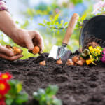 Blumenzwiebeln pflanzen – ist auch eine späte Pflanzung möglich?