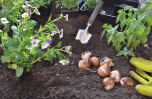 Boden lockern Blumenzwiebeln