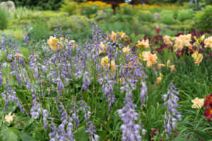 Pflegeleichte Blumen