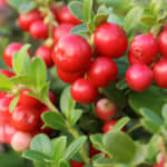 Essbare Bodendecker Cranberry