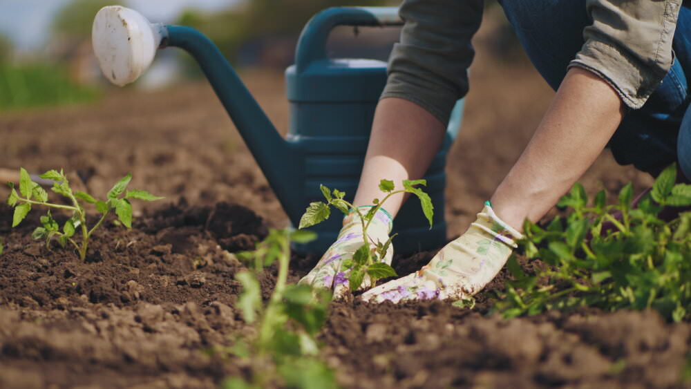 Gartenjahr früher beginnen