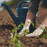 Früher ins Gartenjahr starten? Diese Möglichkeiten gibt es!