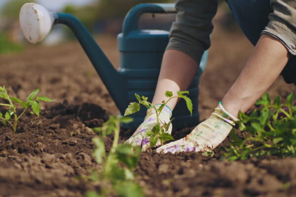 Gartenjahr früher beginnen