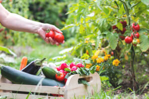 Garten Gemüse