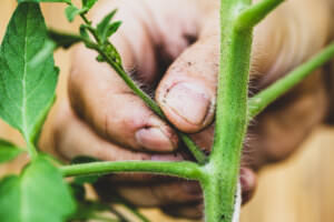 Ausgeizen Tomaten