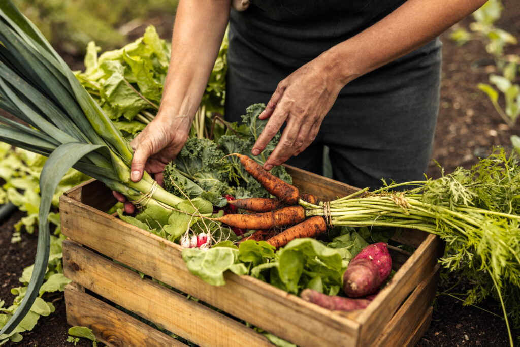 Ideale Sorten und längere Ernteperiode: Garten optimal planen