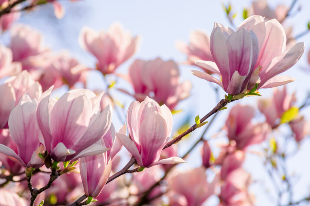 Magnolien – die zauberhaften Frühlingsgehölze