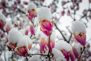 Magnolien Winter