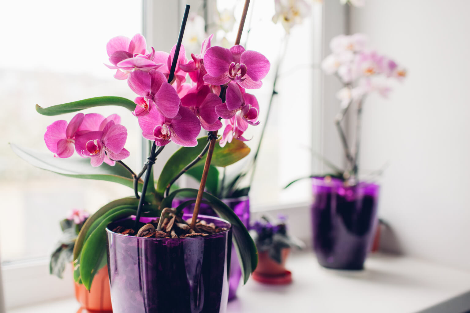 Orchideen richtige pflegen und schneiden Samenhaus Gartenblog