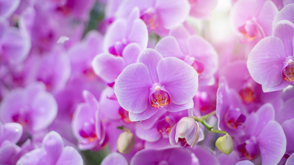 Orchideen