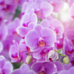 Orchideen richtige pflegen und schneiden