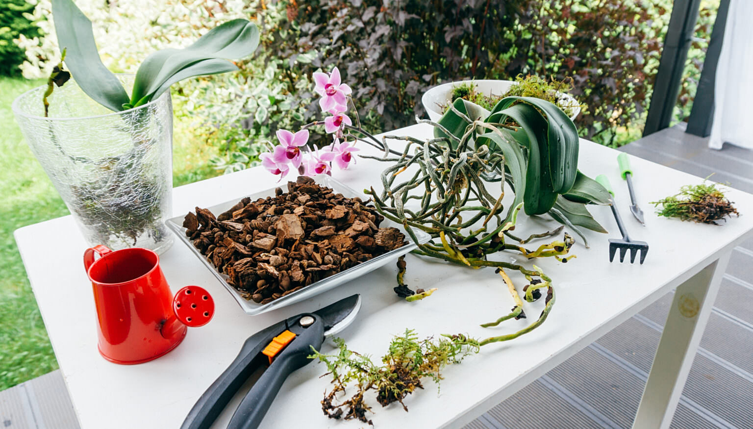 Orchideen richtige pflegen und schneiden Samenhaus Gartenblog