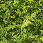 Hecke Thuja