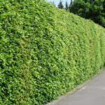 Hecke Rotbuche