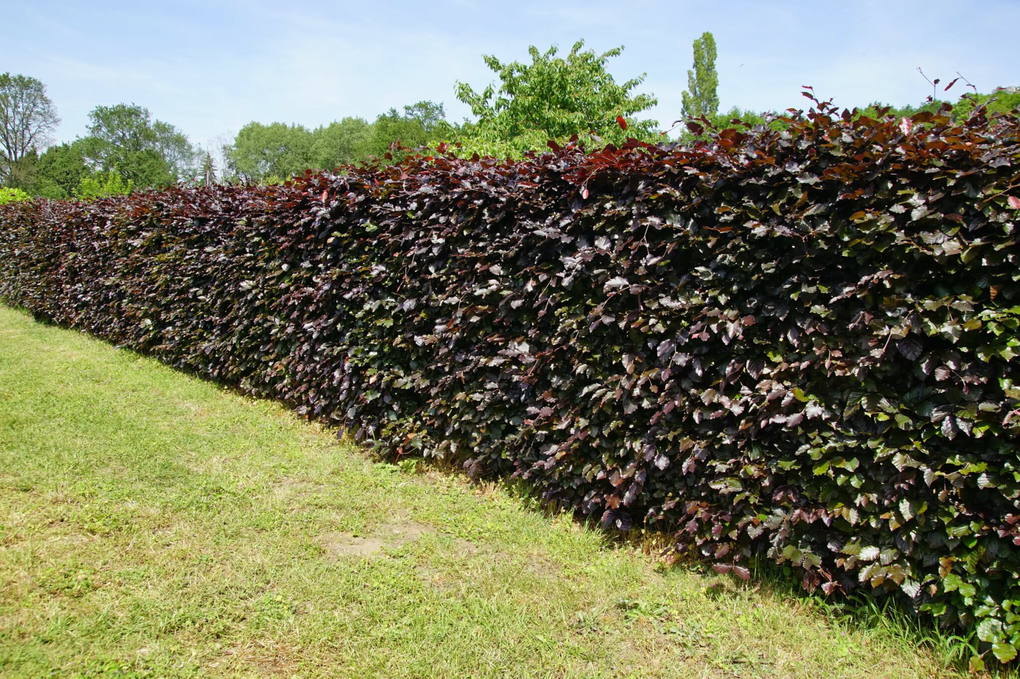 Schnellwachsende Hecken Sichtschutz in kurzer Zeit Samenhaus Gartenblog