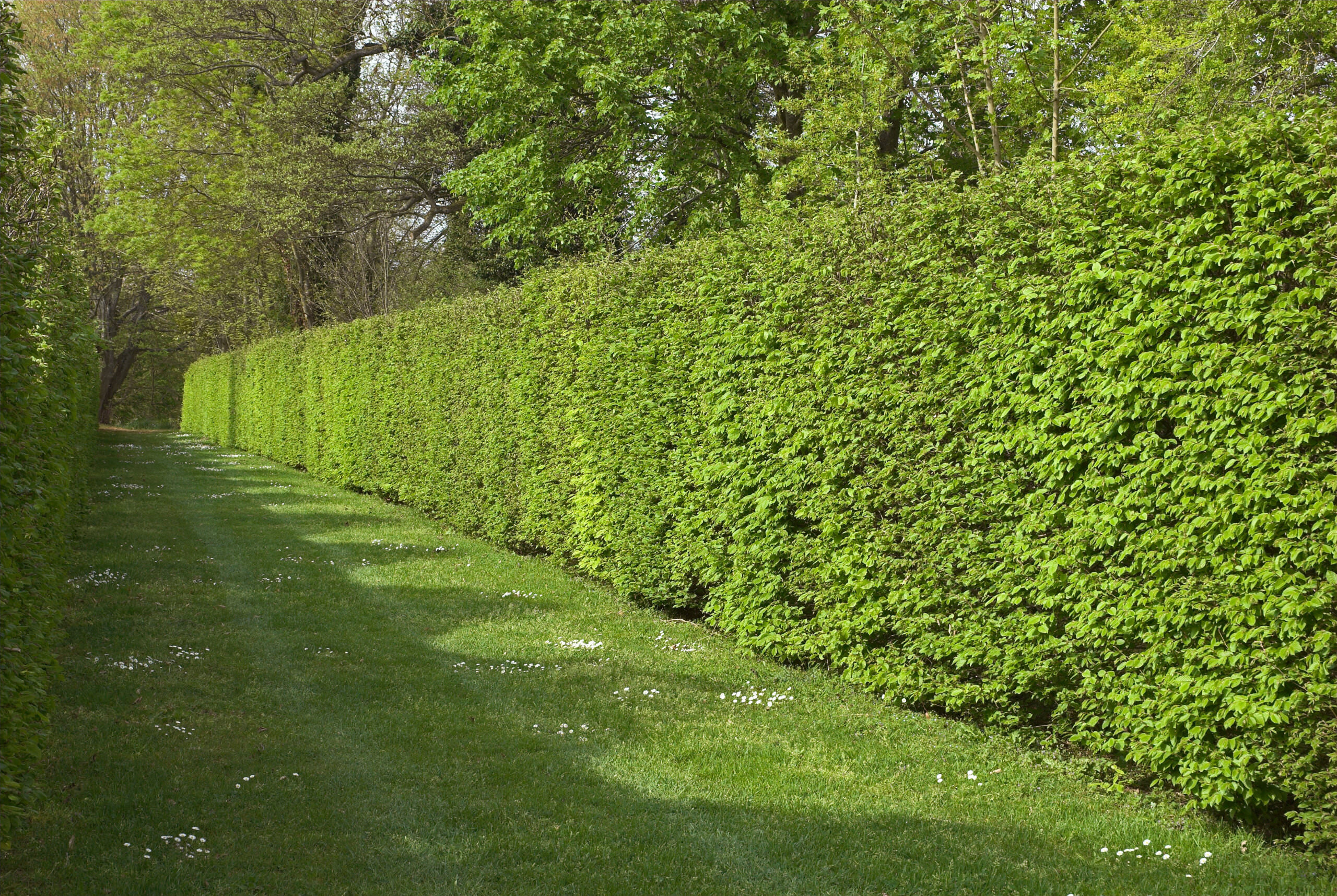 Schnellwachsende Hecken Sichtschutz in kurzer Zeit Samenhaus Gartenblog