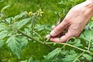 Tomaten ausgeizen