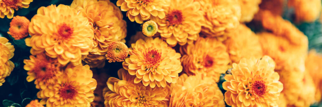 Chrysanthemen – für einen farbenfrohen Herbst