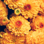 Chrysanthemen – für einen farbenfrohen Herbst