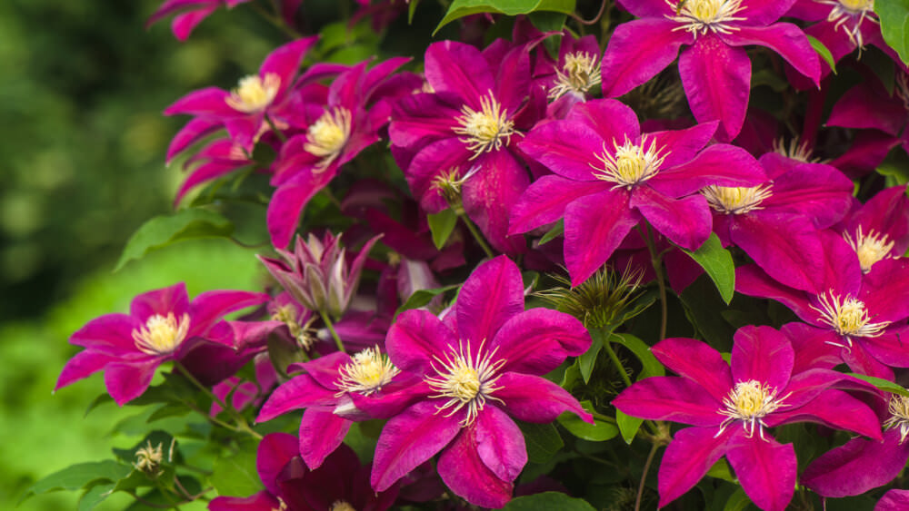 Clematis